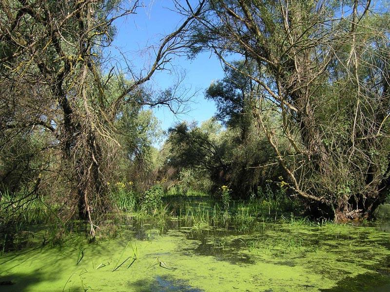 Delta Dunarii - 32211.jpg